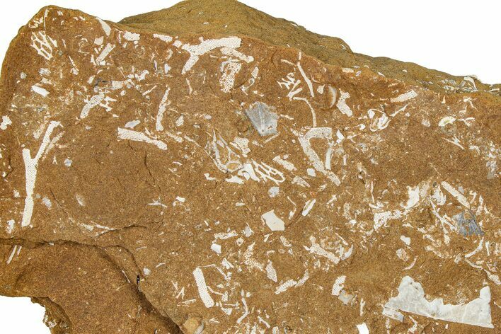 Ordovician Kukersite Oil Shale with Bryozoan Fossils - Russia #368951